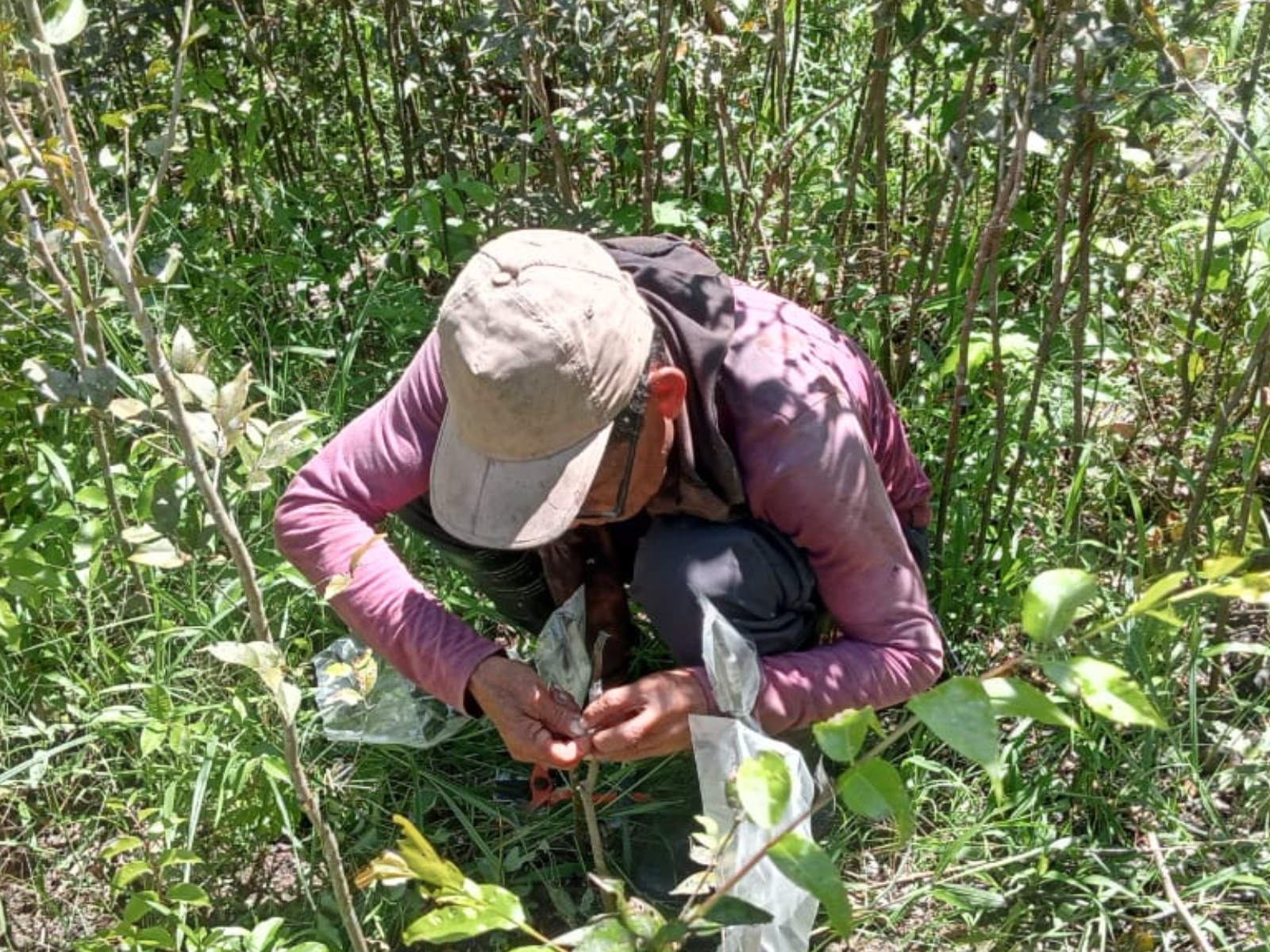 IIAP entregará 14 000 plantones de camu camu de alto rendimiento para duplicar la producción en Loreto y Ucayali